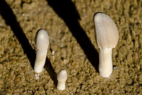 mushrooms growing on carpet
